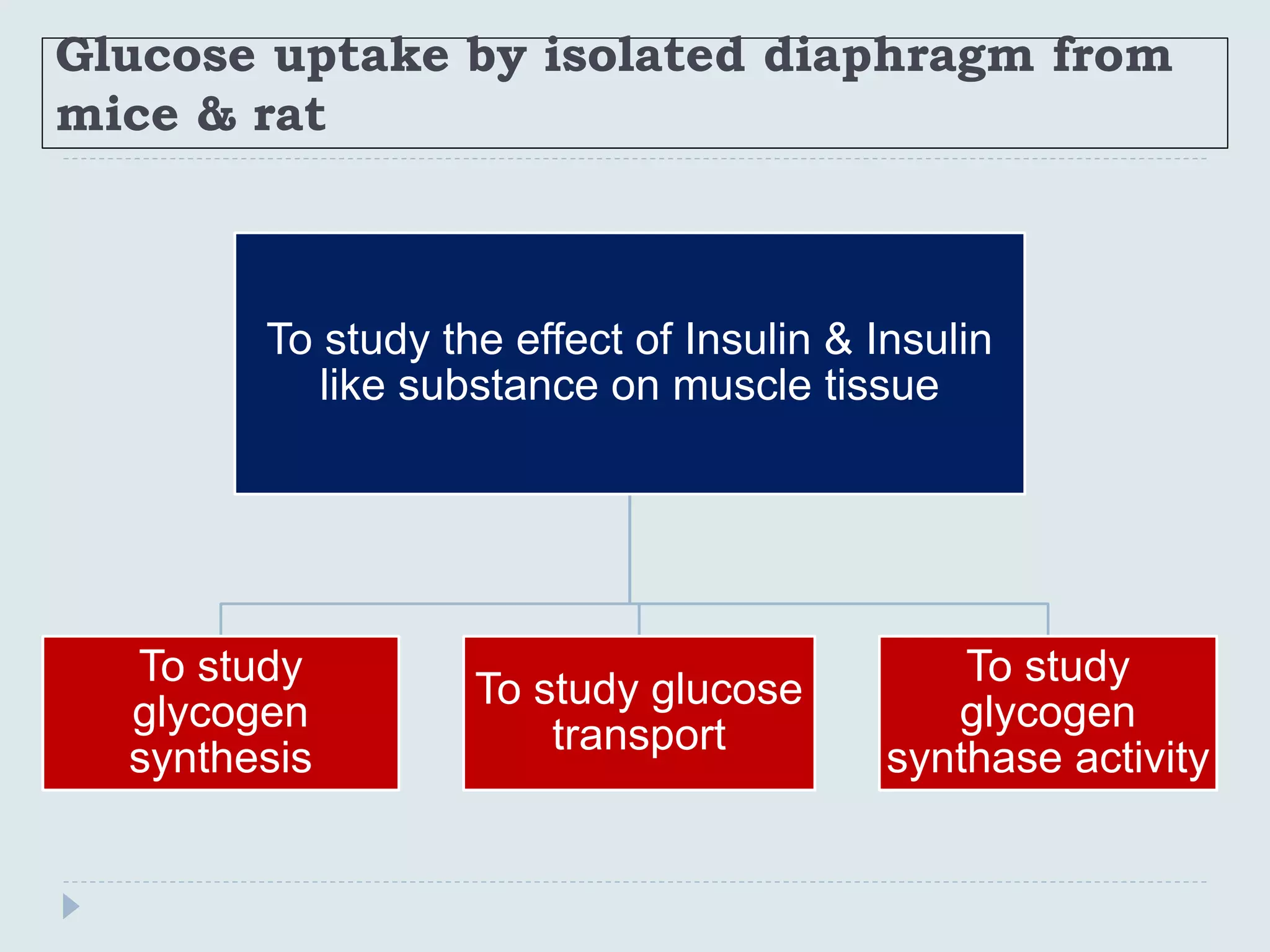 Glucose uptake by isolated diaphragm from
mice & rat
To study the effect of Insulin & Insulin
like substance on muscle tissue
To study
glycogen
synthesis
To study glucose
transport
To study
glycogen
synthase activity
 