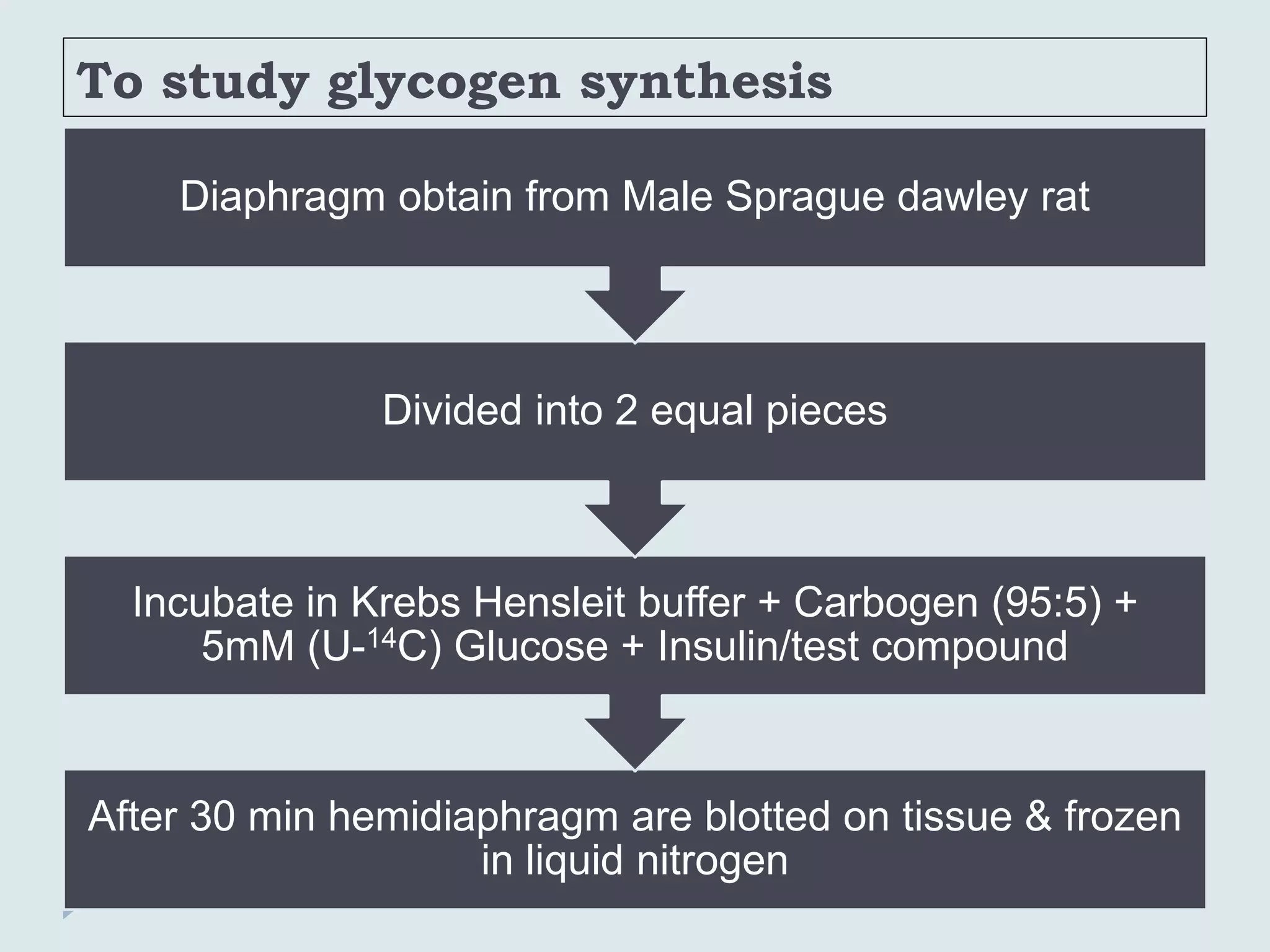 To study glycogen synthesis
After 30 min hemidiaphragm are blotted on tissue & frozen
in liquid nitrogen
Incubate in Krebs Hensleit buffer + Carbogen (95:5) +
5mM (U-14C) Glucose + Insulin/test compound
Divided into 2 equal pieces
Diaphragm obtain from Male Sprague dawley rat
 