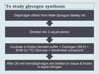 To study glycogen synthesis
After 30 min hemidiaphragm are blotted on tissue & frozen
in liquid nitrogen
Incubate in Krebs Hensleit buffer + Carbogen (95:5) +
5mM (U-14C) Glucose + Insulin/test compound
Divided into 2 equal pieces
Diaphragm obtain from Male Sprague dawley rat
 