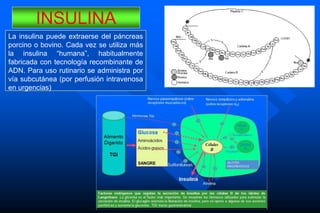 INSULINA
La insulina puede extraerse del páncreas
porcino o bovino. Cada vez se utiliza más
la insulina “humana”, habitualmente
fabricada con tecnología recombinante de
ADN. Para uso rutinario se administra por
vía subcutánea (por perfusión intravenosa
en urgencias)
 