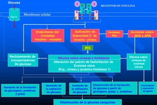 Endocitosis del
Complejo
insulina - receptor
Activación de
Subunidad  de
tirosina cinasa
Complejo
Ras
Acciones sobre
ADN y ARN
IRS
Efectos sobre cinasas y fosfatasas:
Alteración del patrón de fosforilación de
Enzimas clave
(P.ej., cinasa y proteína fosfatasa 1)
Efectos sobre
síntesis de
enzimas
claves
Reclutamiento de
transportadores
De glucosa
Disminución de la glucosa sanguínea
Aumento de la formación
de glucógeno, proteínas
y grasa
Aumento de
la captación
de glucosa
Aumento de
la utilización
de glucosa
Disminución de la formación
de glucosa a partir de
glucógeno, grasa, y proteínas
Crecimiento
y expresión
de genes
RECEPTOR DE INSULINA
Membrana celular
I
I


 
Glucosa
Glut-4
S
S
S
S
S
S
P
P
P
P
 