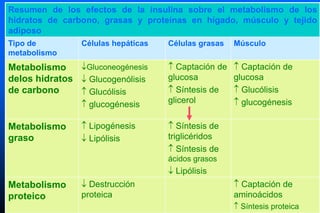Resumen de los efectos de la insulina sobre el metabolismo de los
hidratos de carbono, grasas y proteínas en hígado, músculo y tejido
adiposo
Tipo de
metabolismo
Células hepáticas Células grasas Músculo
Metabolismo
delos hidratos
de carbono
Gluconeogénesis
 Glucogenólisis
 Glucólisis
 glucogénesis
 Captación de
glucosa
 Síntesis de
glicerol
 Captación de
glucosa
 Glucólisis
 glucogénesis
Metabolismo
graso
 Lipogénesis
 Lipólisis
 Síntesis de
triglicéridos
 Síntesis de
ácidos grasos
 Lipólisis
Metabolismo
proteico
 Destrucción
proteica
 Captación de
aminoácidos
 Síntesis proteica
 
