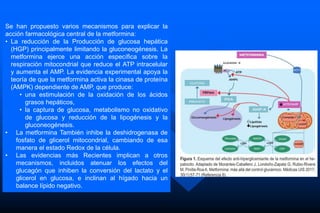 Se han propuesto varios mecanismos para explicar la
acción farmacológica central de la metformina:
• La reducción de la Producción de glucosa hepática
(HGP) principalmente limitando la gluconeogénesis. La
metformina ejerce una acción específica sobre la
respiración mitocondrial que reduce el ATP intracelular
y aumenta el AMP. La evidencia experimental apoya la
teoría de que la metformina activa la cinasa de proteína
(AMPK) dependiente de AMP, que produce:
• una estimulación de la oxidación de los ácidos
grasos hepáticos,
• la captura de glucosa, metabolismo no oxidativo
de glucosa y reducción de la lipogénesis y la
gluconeogénesis.
• La metformina También inhibe la deshidrogenasa de
fosfato de glicerol mitocondrial, cambiando de esa
manera el estado Redox de la célula.
• Las evidencias más Recientes implican a otros
mecanismos, incluidos atenuar los efectos del
glucagón que inhiben la conversión del lactato y el
glicerol en glucosa, e inclinan al hígado hacia un
balance lípido negativo.
 