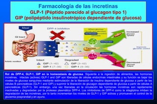 Farmacología de las incretinas
GLP-1 (Péptido parecido al glucagon tipo 1)
GIP (polipéptido insulinotrópico dependiente de glucosa)
Rol de DPP-4, GLP-1, GIP en la homeostasis de glucosa. Siguiente a la ingestión de alimentos, las hormonas
incretinas, intactas (activas) GLP-1 and GIP son liberadas de células endocrinas intestinales y su función es bajar los
niveles de glucosa sanguínea mediante estimulación de la liberación de insulina dependiente de glucosa a partir de las
células B pancreáticas (GLP-1 and GIP) y suprimir la liberación de glucagon dependiente de glucosa a partir de células A
pancreáticas (GLP-1). Sin embargo, una vez liberadas en la circulación las hormonas incretinas son rapidamente
inactivadas y degradadas por la proteasa plasmática DPP-4. Los inhibidores de DPP-4 como la sitagliptina inhiben la
degradación de las incretinas, por lo tanto incrementan los niveles de GLP-1 y GIP activas y promueven el control de la
glucemia posprandial y en ayuno.
 