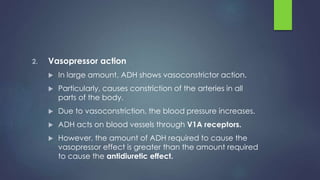2. Vasopressor action
 In large amount, ADH shows vasoconstrictor action.
 Particularly, causes constriction of the arteries in all
parts of the body.
 Due to vasoconstriction, the blood pressure increases.
 ADH acts on blood vessels through V1A receptors.
 However, the amount of ADH required to cause the
vasopressor effect is greater than the amount required
to cause the antidiuretic effect.
 