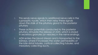 3. This sends nerve signals to additional nerve cells in the
supraoptic nuclei, which then relay these signals
down the stalk of the pituitary gland to the posterior
pituitary
4. These action potentials conducted to the posterior
pituitary stimulate the release of ADH, which is stored
in secretory granules (or vesicles) in the nerve endings.
5. ADH enters the blood stream and is transported to the
kidneys, where it increases the water permeability of
the late distal tubules, cortical collecting tubules, and
medullary collecting ducts.
 