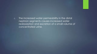 6. The increased water permeability in the distal
nephron segments causes increased water
reabsorption and excretion of a small volume of
concentrated urine.
 