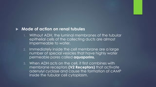  Mode of action on renal tubules
1. Without ADH, the luminal membranes of the tubular
epithelial cells of the collecting ducts are almost
impermeable to water.
2. Immediately inside the cell membrane are a large
number of special vesicles that have highly water
permeable pores called aquaporins.
3. When ADH acts on the cell, it first combines with
membrane receptors (V2 Receptors) that activate
adenylyl cyclase and cause the formation of cAMP
inside the tubular cell cytoplasm.
 