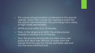 4. This causes phosphorylation of elements in the special
vesicles, which then causes the vesicles to insert into
the apical cell membranes, thus providing many areas
of high water permeability.
5. All this occurs within 5 to 10 minutes.
6. Then, in the absence of ADH, the entire process
reverses in another 5 to 10 minutes.
7. Thus, this process temporarily provides many new
pores that allow free diffusion of water from the
tubular fluid through the tubular epithelial cells and
into the renal interstitial fluid
 