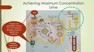 Achieving Maximum Concentration
Urine
V2R
Increases urea
permeability in terminal
CD in inner medulla by
stimulating vasopressin
regulated urea
transporter
Medullary
hypertonicity
augmented
 