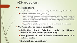 ADH receptors
V1 Receptors
 At all sites except for sites of V2 (i.e. Collecting Duct cells)
 Further classified as V1a and V1b
V1a: vascular smooth muscles (including that of vasa recta in
renal medulla), uterine, visceral smooth muscles, interstitial
cells in renal medulla, cortical CD cells, adipose tissue, brain,
platelets, liver, etc.
V1b: anterior pituitary, certain areas in brain and in pancreas
V2 Receptors: more sensitive
Collecting Duct Principal cells in Kidney:
Regulates their water permeability
Also present in AscLH cells: Activates Na+K+2Cl-
cotransporter
Endothelium: vasodilator
 
