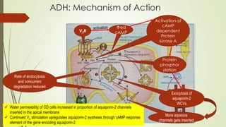 ADH: Mechanism of Action
V2R
ed
cAMP
Activation of
cAMP
dependent
Protein
kinase A
 Water permeability of CD cells increased in proportion of aquaporin-2 channels
inserted in the apical membrane
 Continued V2 stimulation upregulates aquaporin-2 systhesis through cAMP response
element of the gene encoding aquaporin-2
Protein
phosphor
ylation
Exocytosis of
aquaporin-2
WCVs
Rate of endocytosis
and concurrent
degradation reduced
More aqueous
channels gets inserted
 