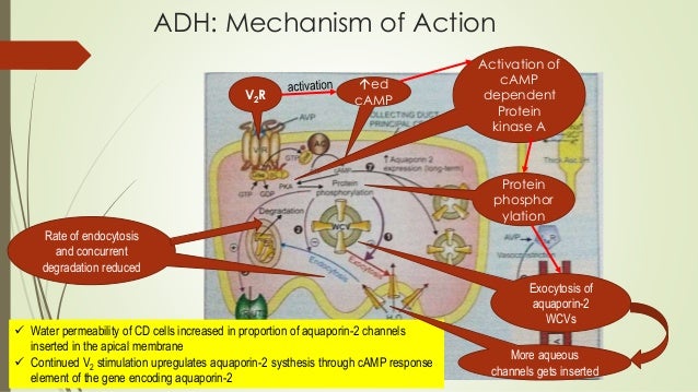 activation systhesis activation systhesis