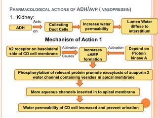 PHARMACOLOGICAL ACTIONS OF ADH/AVP ( VASOPRESSIN)
1. Kidney:
ADH
Collecting
Duct Cells
Acts
on
Increase water
permeability
Lumen Water
diffuse to
interstitium
Mechanism of Action 1
V2 receptor on basolateral
side of CD cell membrane
Increases
cAMP
formation
Activation
Causes
Activation Depend on
Protein
kinase A
Phosphorylation of relevant protein promote exocytosis of auaporin 2
water channel containing vesicles in apical membrane
More aqueous channels inserted in to apical membrane
Water permeability of CD cell increased and prevent urination
 