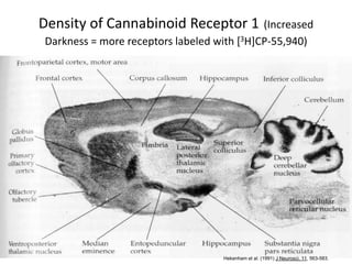 Density of Cannabinoid Receptor 1 (Increased
 Darkness = more receptors labeled with [3H]CP-55,940)




                                     Hekenham et al. (1991) J Neurosci, 11, 563-583.
 