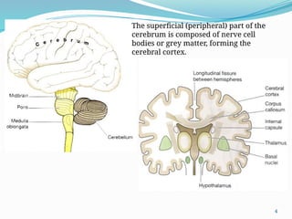 4
The superficial (peripheral) part of the
cerebrum is composed of nerve cell
bodies or grey matter, forming the
cerebral cortex.
 