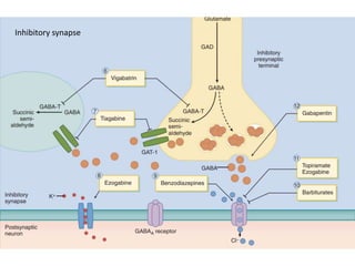 Inhibitory synapse
 