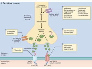 Excitatory synapse
 