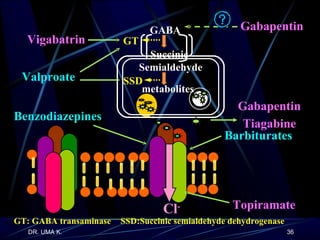 GABA metabolites Succinic  Semialdehyde Gabapentin GT: GABA transaminase SSD:Succinic semialdehyde dehydrogenase GT SSD Vigabatrin Valproate Benzodiazepines Barbiturates Cl - Gabapentin Tiagabine Topiramate 