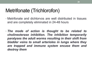 Metrifonate (Trichlorofon)
• Metrifonate and dichlorvos are well distributed in tissues
and are completely eliminated in 24-48 hours
• The mode of action is thought to be related to
cholinesterase inhibition. The inhibition temporarily
paralyses the adult worms resulting in their shift from
bladder veins to small arterioles in lungs where they
are trapped and immune system encase them and
destroy them
20
 
