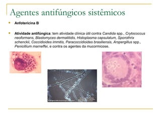 Agentes antifúngicos sistêmicos
 Anfotericina B
 Atividade antifúngica: tem atividade clínica útil contra Candida spp., Crytococcus
neoformans, Blastomyces dermatitidis, Histoplasma capsulatum, Sporothrix
schenckii, Coccidioides immitis, Paracoccidioides brasiliensis, Arspergillus spp.,
Penicillium marneffei, e contra os agentes da mucormicose.
 