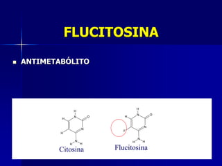 FLUCITOSINA

   ANTIMETABÓLITO




                                           H
                    H
                                           N       O
                    N       O      H
            H

                                               N
                        N
                                  F
            H
                                           N
                    N                  H       H
                H       H

           Citosina             Flucitosina
 