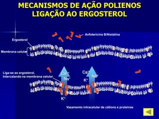 MECANISMOS DE AÇÃO POLIENOS
             LIGAÇÃO AO ERGOSTEROL

                                                     Anfotericina B/Nistatina
      Ergosterol


Membrana celular




 Liga-se ao ergosterol,             Ca++           Ca++
 Intercalando na membrana celular                         Na+
                                     Na+            K+



                                    K+

                                         Vazamento intracelular de cátions e proteínas
 