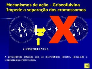 Mecanismos de ação - Griseofulvina
 Impede a separação dos cromossomos




              GRISEOFULVINA

A griseofulvina interage com os microtúbulos intactos, impedindo a
separação dos cromossomos.
 