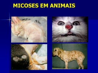MICOSES EM ANIMAIS
 