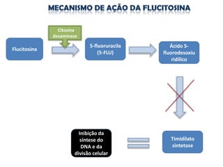 Citosina
              desaminase

                             5-fluoruracila      Ácido 5-
Flucitosina
                                 (5-FLU)      fluorodesoxiu
                                                  ridílico




                         Inibição da
                          síntese do             Timidilato
                          DNA e da               sintetase
                       divisão celular
 