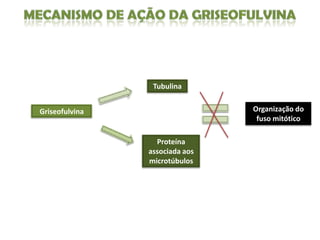 Tubulina


Griseofulvina                   Organização do
                                 fuso mitótico

                  Proteína
                associada aos
                microtúbulos
 