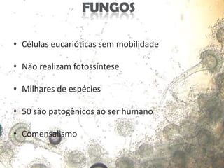 • Células eucarióticas sem mobilidade

• Não realizam fotossíntese

• Milhares de espécies

• 50 são patogênicos ao ser humano

• Comensalismo
 