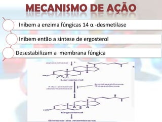 Inibem a enzima fúngicas 14 α -desmetilase

 Inibem então a síntese de ergosterol

Desestabilizam a membrana fúngica
 
