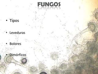 • Tipos

• Leveduras

• Bolores

• Dimórficos
 