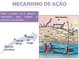 Inibe a síntese 1,3 β- glicano –
necessário para manter a
estrutura das paredes




                         morte
               lise da   do
              célula     fungo
   estresse
   osmótico
 