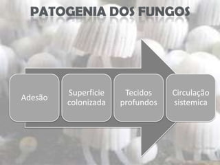 Superficie    Tecidos    Circulação
Adesão
         colonizada   profundos   sistemica
 