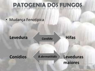 • Mudança Fenotípica



  Levedura        Candida         Hifas



  Conídios      B.dermatitidis   Leveduras
                                 maiores
 
