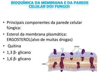 • Principais componentes da parede celular
  fúngica:
• Esterol da membrana plasmática:
  ERGOSTEROL(alvo de muitas drogas)
• Quitina
• 1,3 β- glicano
• 1,6 β- glicano
 