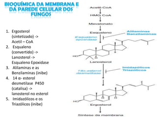 1. Ergosterol
   (sintetizado) ->
   Acetil – CoA
2. Esqualeno
   (convertido) ->
   Lanosterol ->
   Esqualeno Epoxidase
3. Alilaminas e as
   Benzilaminas (inibe)
4. 14 α- esterol
   desmetilase P450
   (catalisa) ->
   lanosterol no esterol
5. Imidazólicos e os
   Triazólicos (inibe)
 