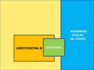 MEMBRANA
CELULAR
DEL HONGO
ANFOTERICINA B ERGOSTEROL
 