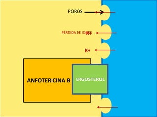 ANFOTERICINA B ERGOSTEROL
POROS
PÉRDIDA DE IONES
K+
K+
 