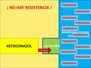 MEMBRANA CELULAR
DEL HONGO
KETOCONAZOL ERGOSTEROL
PERÓXIDOS
PERÓXIDOS
PERÓXIDOS
PERÓXIDOS
PERÓXIDOS
PERÓXIDOS
PERÓXIDOS
PERÓXIDOS
¡ NO HAY RESISTENCIA !
Síntesis
PERÓXIDOS
PERÓXIDOS
PERÓXIDOS
 