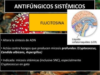 ANTIFÚNGICOS SISTÉMICOS
• Altera la síntesis de ADN
• Actúa contra hongos que producen micosis profundas (Cryptococcus,
Candida albicans, Aspergillus)
• Indicada: micosis sitémicas (inclusive SNC), especialmente
Cryptococcus en gato
FLUCITOSINA
 
