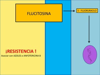 FLUCITOSINA
5 - FLUORURACILO
¡RESISTENCIA !
Asociar con AZOLES o ANFOTERICINA B
 