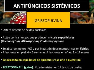 ANTIFÚNGICOS SISTÉMICOS
• Altera síntesis de ácidos nucleicos
• Actúa contra hongos que producen micosis superficiales
(Trichophytum, Microsporum, Epidermophytum)
• Se absorbe mejor: (PO) y por ingestión de alimentos ricos en lípidos
• Afecciones en piel: 4 – 6 semanas. Afecciones en uñas: 5 – 12 meses
• Se deposita en capa basal de epidermis y se une a queratina
• TERATÓGENA!!! (gatos). No administrar en 1º tercio de preñez
GRISEOFULVINA
 