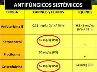 DROGA CANINOS y FELINOS EQUINOS
Anfotericina B 0.25 mg/kg (IV) c/ 48 hs 0.5 - 1 mg/kg
(IV) c/ 48 hs
Ketoconazol
10 mg/kg (PO)
-
Flucitosina
50 mg/kg (PO)
-
Griseofulvina 50 mg/kg (PO) 10 m/kg (PO)
ANTIFÚNGICOS SISTÉMICOS
 