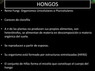 • Reino Fungi. Organismos Unicelulares o Pluricelulares
• Carecen de clorofila
• A ≠ de las plantas no producen sus propios alimentos, son
heterótrofos, se alimentan de materia en descomposición o materia
orgánica del suelo.
• Se reproducen a partir de esporas.
• Su organismo está formado por estructuras entrelazadas (HIFAS)
• El conjunto de Hifas forma el micelio que constituye el cuerpo del
hongo
HONGOS
 