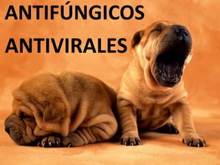 ANTIFÚNGICOS
ANTIVIRALES
 