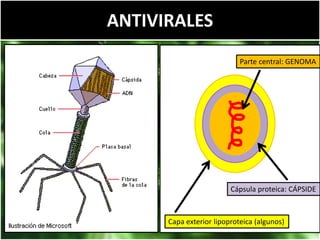 ANTIVIRALES
Parte central: GENOMA
Cápsula proteica: CÁPSIDE
Capa exterior lipoproteica (algunos)
 