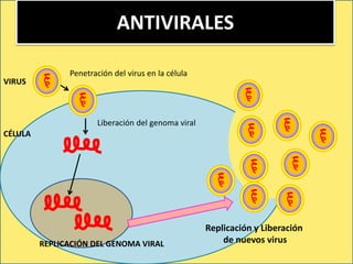 ANTIVIRALES
REPLICACIÓN DEL GENOMA VIRAL
Penetración del virus en la célula
Liberación del genoma viral
Replicación y Liberación
de nuevos virus
VIRUS
CÉLULA
 